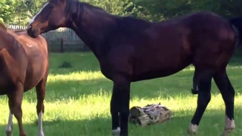 horse flare porn|Furry ponyplayer mare masturbating huge flared horsecock.